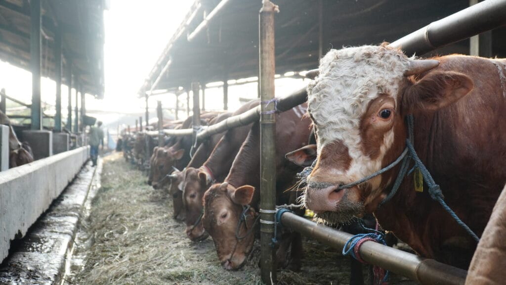 Perumda Dharma Jaya Rencanakan Bangun Kawasan Peternakan Terintegrasi di Ciangir