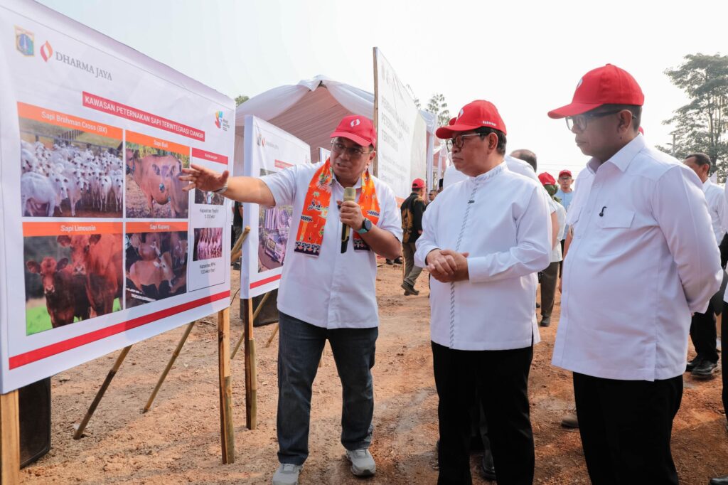 Perumda Dharma Jaya Kembangkan Kawasan Ciangir Sebagai Pusat Penggemukkan Sapi Terintegrasi untuk Ketahanan Pangan DKI Jakarta
